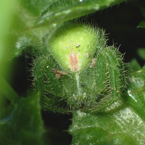 Heriaeus hirtus